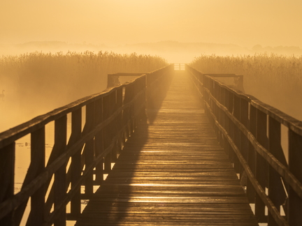 Federseesteg im Nebel